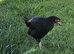 Hybrid chickens POL &times; 2