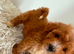 Beautiful Puppies Looking for Loving Homes