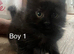 Kittens for sale