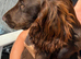 beautiful chocolate brown sprocker puppy’s