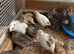 Quails for sale