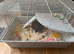 Friendly grey & white baby male mouse with cage
