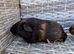 Baby guinea pigs REDUCED