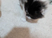 Snowshoe x British Longhair Kittens