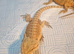 Baby bearded dragons for sale