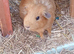 Beautiful female guinea pig
