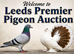 Racing pigeons