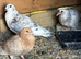Pigeon for sale