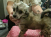 Two puppies