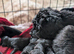 Beautiful Cockapoo and Cavapoo cross puppies