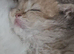Scottish Fold kittens