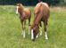 Broodmare/Fun Allrounder