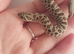 2026 Hognose babies ready to go from £80
