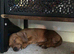Puppy dauchunds