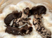 Beautiful Choco & Choco Merle Puppies Available
