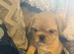 Shit shu X pug