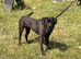 10month old male cane corso