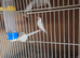 Java sparrow for sale