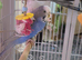 Free, 3 budgies.
