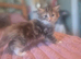 3/4 maine coon kittens