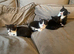 Kittens for forever home