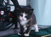 Cute, playful, lovely kitten &pound;200