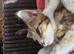 2 female kittens left for sale &pound;50 each.