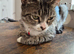 Beautiful Tabby Girl