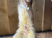 Micro Ferret