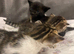 Half bengal half maincoone kittens