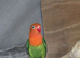 Green opaline lovebird