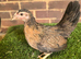 Serama Pullets