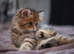 1 british longhair girl