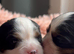 LAST BOY LEFT️ Cavalier King Charles Spaniel Puppies
