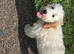 6 month cockapoo marley