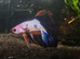 Alien Betta, Betta Males and females