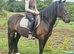 Super quality Dales cob