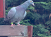 Racing pigeon