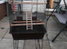 Bird cage for sale
