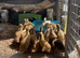 Khaki Campbell ducklings for sale