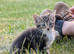 Male Kitten