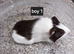 Baby guinea pigs ready now