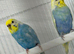 Rainbow budgies