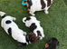 Jack Russell puppies for sale