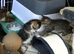Beautiful Kittens for sale
