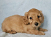 Long haired mini dachshund boys