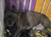 Frenchyxpocketbully