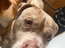 LOOKING FOR TYSONS BREEDER