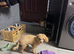 Tiny toy poodle female