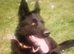 2 years old female German shepherd